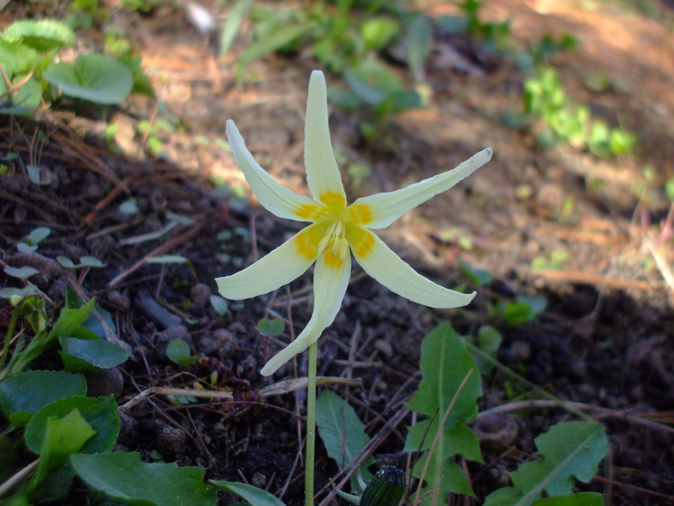 Erythronium oregonum